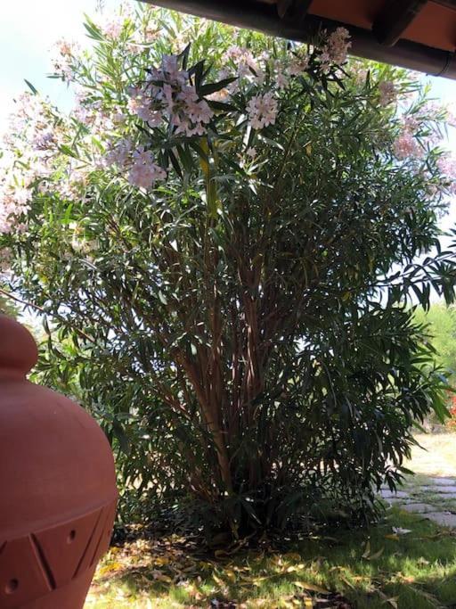 Villetta Reparata Santa Teresa Gallura Exterior photo